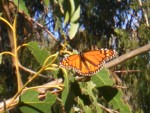 09-Jan-31 Fremont 07 Ardenwood Farm Monarch Butterfly.JPG