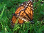 09-Jan-31 Fremont 08 Ardenwood Farm Monarch Butterflies mating.JPG