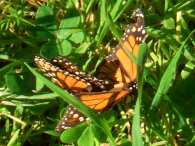 09-Jan-31 Fremont 09 Ardenwood Farm Monarch Butterflies mating.JPG