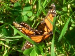 09-Jan-31 Fremont 09 Ardenwood Farm Monarch Butterflies mating.JPG