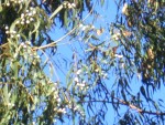 09-Jan-31 Fremont 10 Ardenwood Farm Monarch Butterflies feeding on flowers.JPG