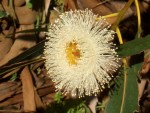 09-Jan-31 Fremont 11 Ardenwood Farm Eucalyptus Flower.JPG