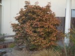 05-aug japanese maple Shaina