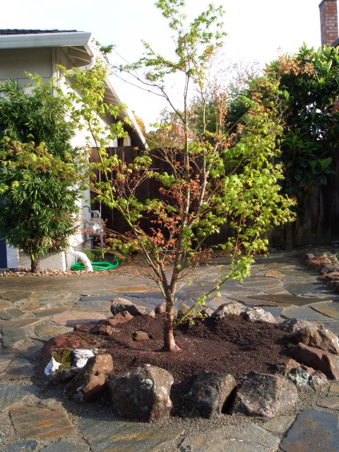 05-mar japanese maple beni schischihenge.JPG