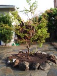 05-mar japanese maple beni schischihenge.JPG