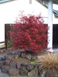 05-mar japanese maple shaina.JPG