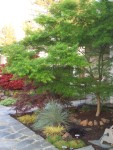 2009 Apr San Ramon 02 Front Yard.JPG