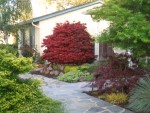 2009 Apr San Ramon 03 Front Yard.JPG