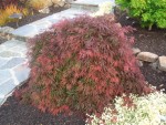 2009 Apr San Ramon 05 Japanese Maple - Orangeola.JPG