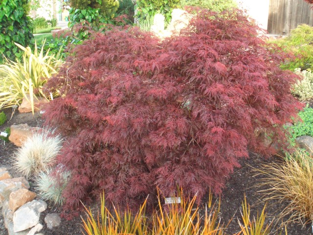 2009 Apr San Ramon 06 Japanese Maple - Beni Kumo-no-su.JPG