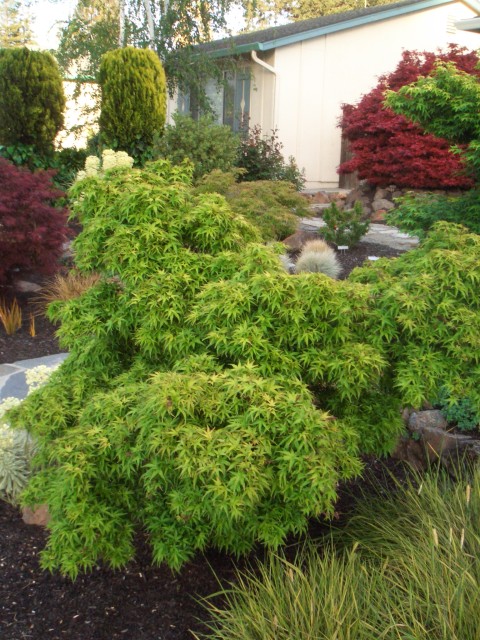 2009 Apr San Ramon 07 Japanese Maple - Sharp's pygmy.JPG