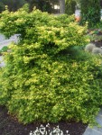 2009 Apr San Ramon 08 Japanese Maple - Otohime.JPG