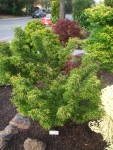 2009 Apr San Ramon 09 Japanese Maple - Shishigashira.JPG