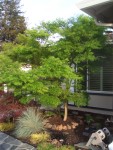 2009 Apr San Ramon 10 Japanese Maple - Seiryu.JPG