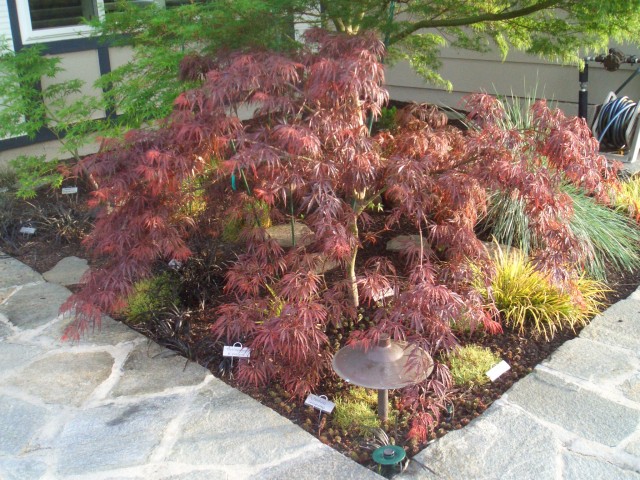 2009 Apr San Ramon 11 Japanese Maple - Tamuke yama.JPG