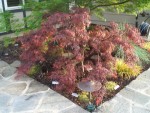 2009 Apr San Ramon 11 Japanese Maple - Tamuke yama.JPG