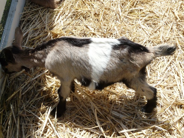 2009 Pescadero 04 Harley Farms baby goats for petting.JPG