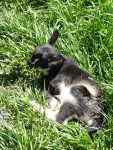 Highlight for Album: 2009 May Pescadero - Goat Farm