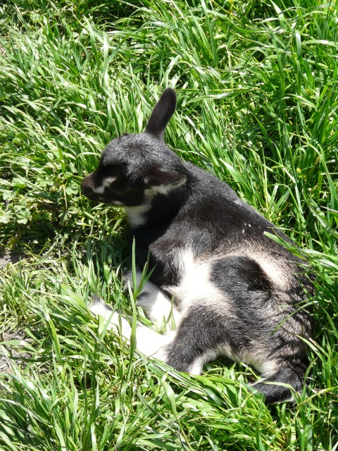 2009 Pescadero 05 Harley Farms new baby goat.JPG