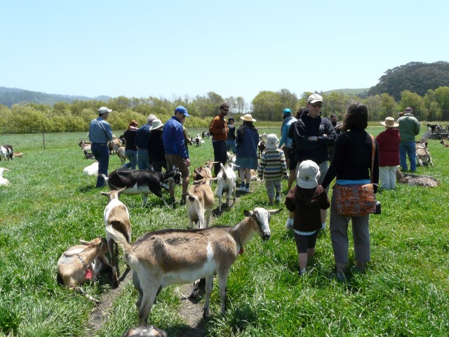 2009 Pescadero 06 Harley Farms tour interacts with goats.JPG