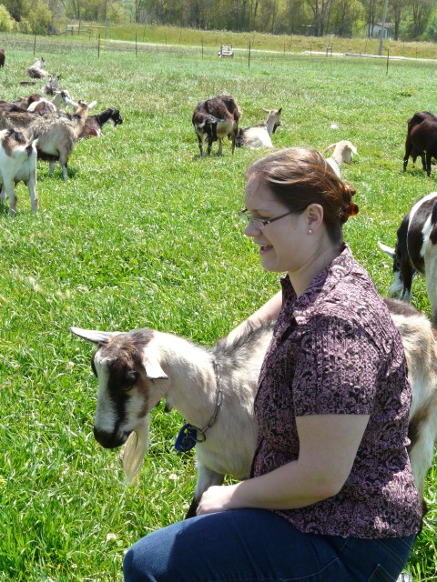 2009 Pescadero 07 Harley Farms Chelsea.JPG