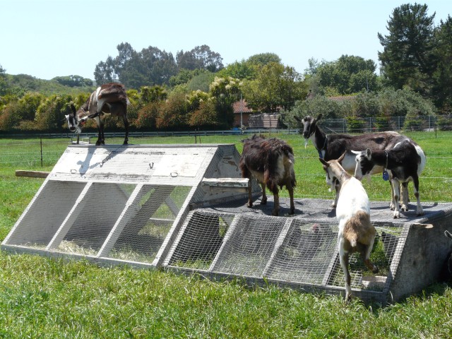 2009 Pescadero 09 Harley Farms goats on top chicken coop.JPG