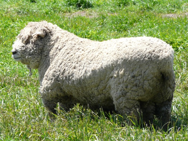2009 Pescadero 10 Harley Farms rescued sheep.JPG