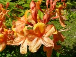 Highlight for Album: 23 May Seattle Arboretum

