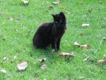 09Aug13 Istanbul 07 Tour - Topkapi Palace 1st Courtyard community cat.JPG