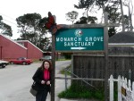 Highlight for Album: 2010 Feb 8th Pacific Grove Monarch Butterfly Sanctuary
