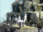 2010Feb9 Monterey Bay Aquarium 01 African black footed penguins.JPG