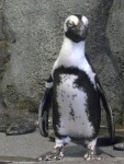 Highlight for Album: 2010 Feb 9th Monterey Bay Aquarium
