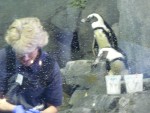 2010Feb9 Monterey Bay Aquarium 06 two penguins sneaking up behind.JPG