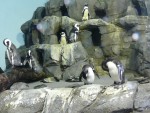 2010Feb9 Monterey Bay Aquarium 07 relaxing after being fed.JPG