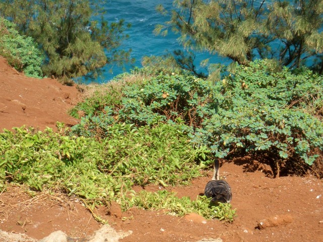 05AprHawaii - Kilauea Lighthouse - Hawaiian goose.JPG