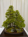 Highlight for Album: 2010 March San Francisco Flower & Garden Show