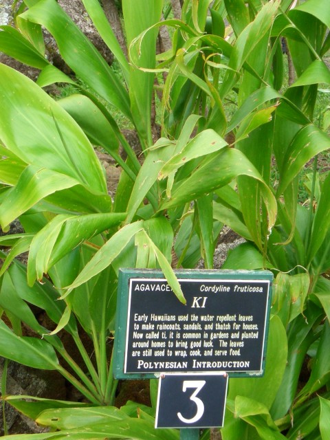 05AprHawaii - Limahuli Garden - Ki or Ti.JPG