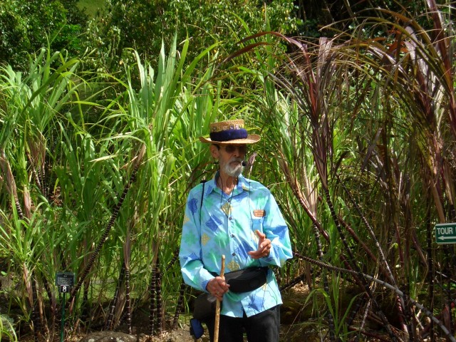 05AprHawaii - Limahuli Garden - Ko sugar cane1.JPG