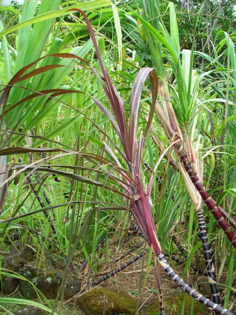 05AprHawaii - Limahuli Garden - Ko sugar cane2.JPG