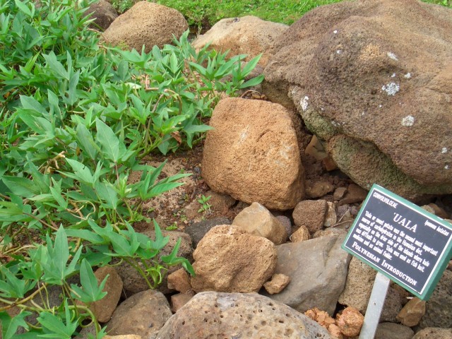 05AprHawaii - Limahuli Garden - Uala Sweet Potato.JPG
