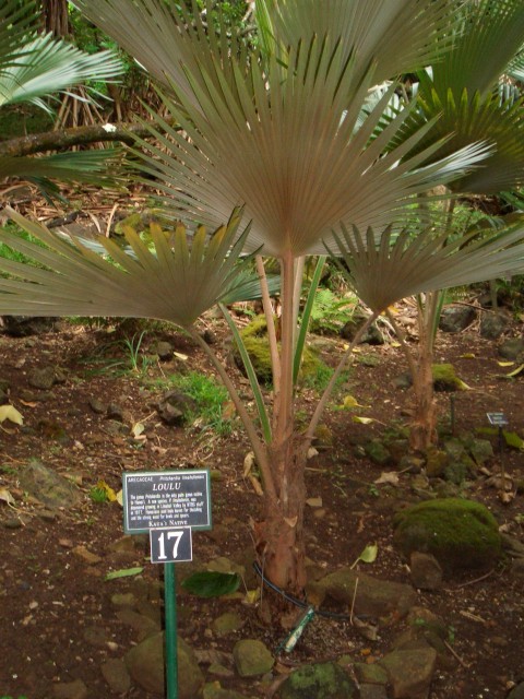 05AprHawaii - Limahuli Garden - loulu native palm.JPG