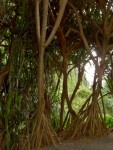 05AprHawaii - Limahuli Garden - pandanus.JPG