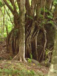 05AprHawaii - Limahuli Garden - schefflera.JPG