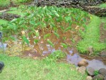 05AprHawaii - Limahuli Garden - taro.JPG