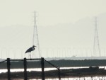 2011 Feb 12 BADO Hayward Shoreline Park 01 Great Egret.JPG
