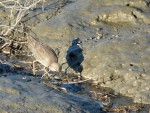 2011 Feb 12 BADO Hayward Shoreline Park 02 Curlew.JPG