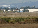 2011 Feb 12 BADO Hayward Shoreline Park 03 March Harrier flying over saltmarsh.JPG