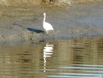 2011 Feb 12 BADO Hayward Shoreline Park 04 Great Egret.JPG