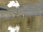 2011 Feb 12 BADO Hayward Shoreline Park 05 Great Egret taking flight.JPG