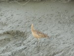 2011 Feb 12 BADO Hayward Shoreline Park 06 Curlew.JPG